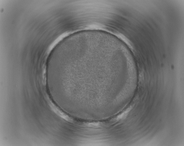 X0000066001126200603172158