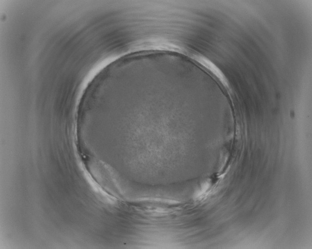 X0000066001144200603172159