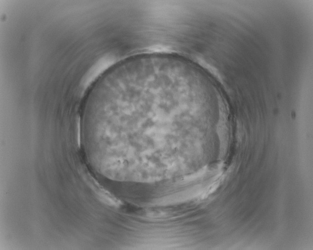 X0000066001171200603172158