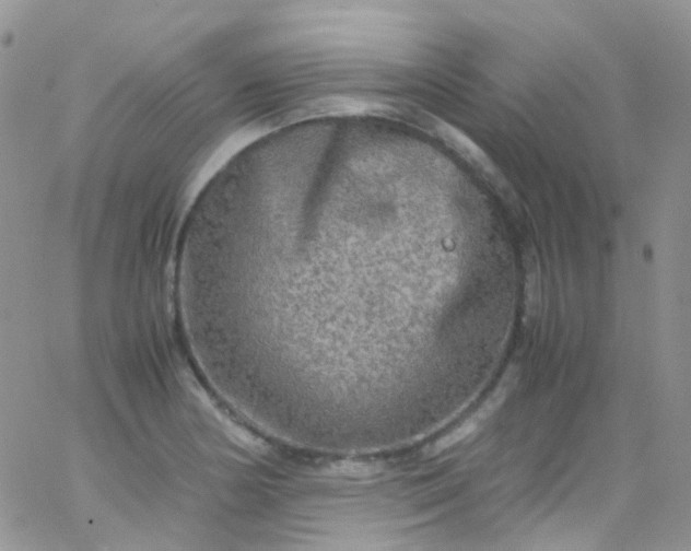 X0000066001178200603172158