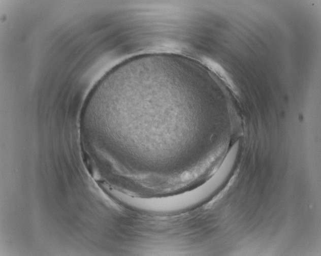 X0000066001184200603172158