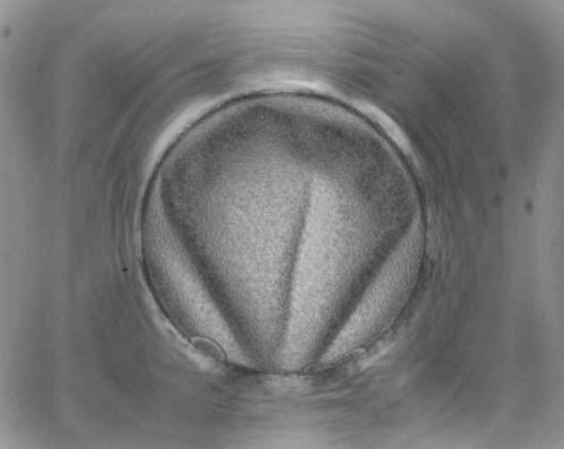 X0000066001191200603172157