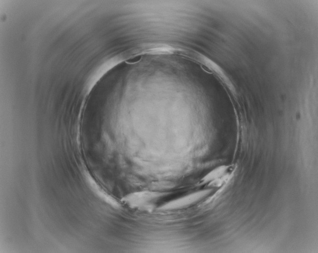 X0000066001194200603172157