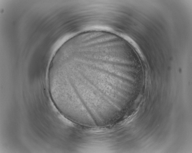 X0000066001199200603172157