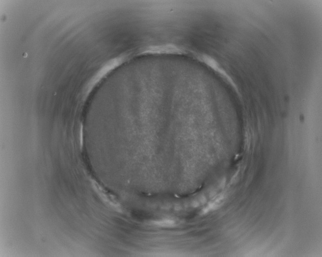 X0000066001221200603172157