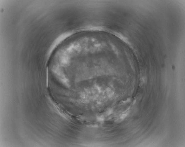 X0000066001223200603172157