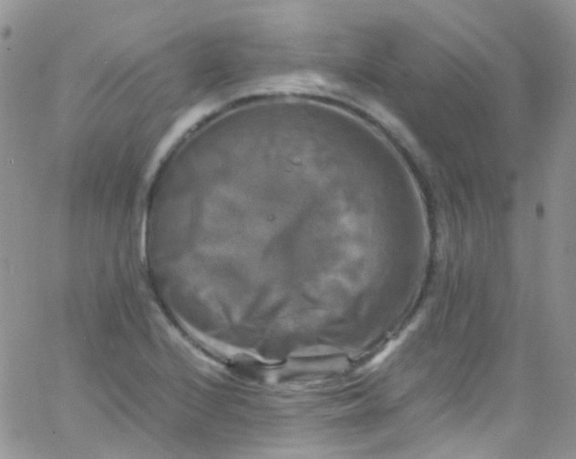 X0000066001224200603172157