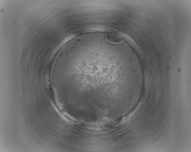 X0000066001225200603172157