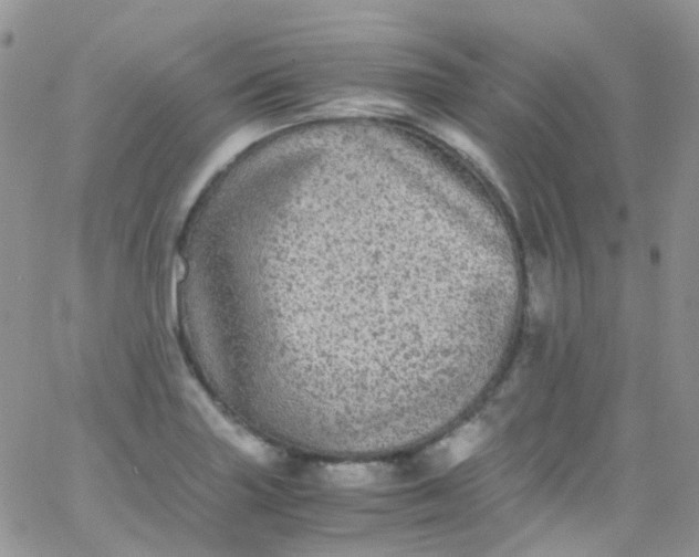 X0000066001227200603172157