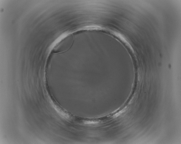 X0000066001229200603172157