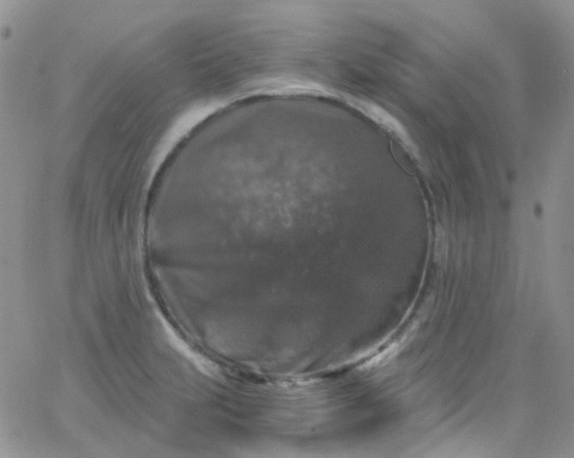 X0000066001231200603172157