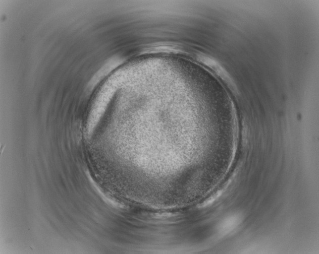 X0000066001233200603172157