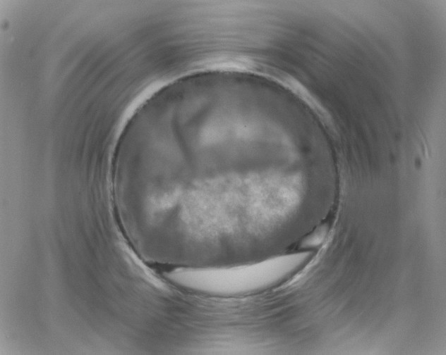 X0000066001240200603172157