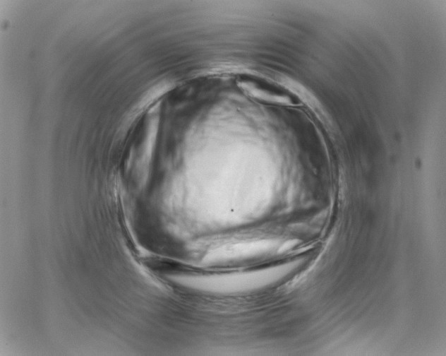 X0000066001241200603172157