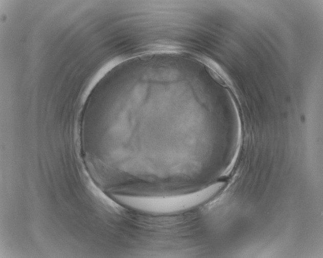 X0000066001243200603172157