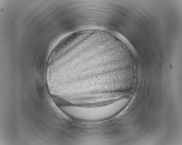 X0000066001244200603172157