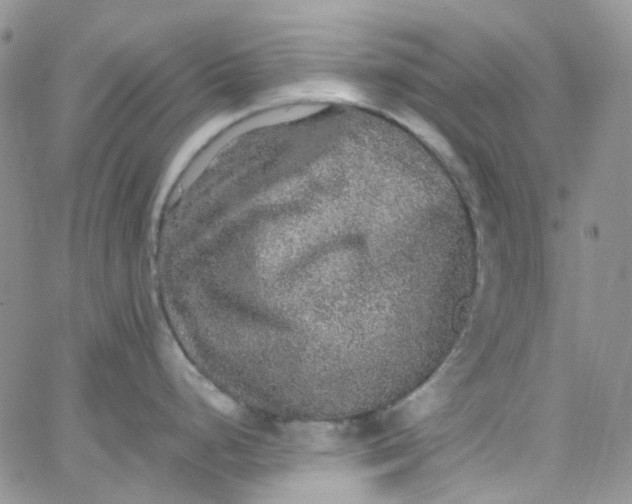 X0000066001248200603172157