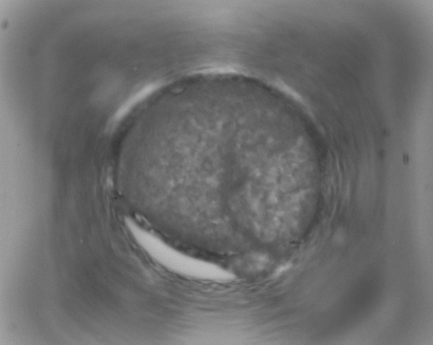 X0000066001255200603172156