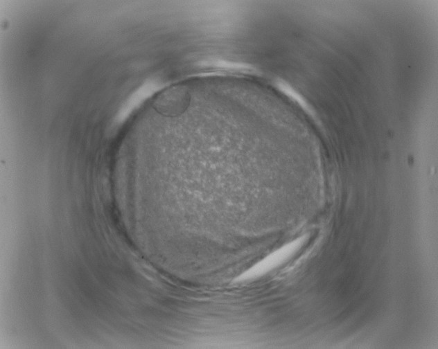 X0000066001259200603172156