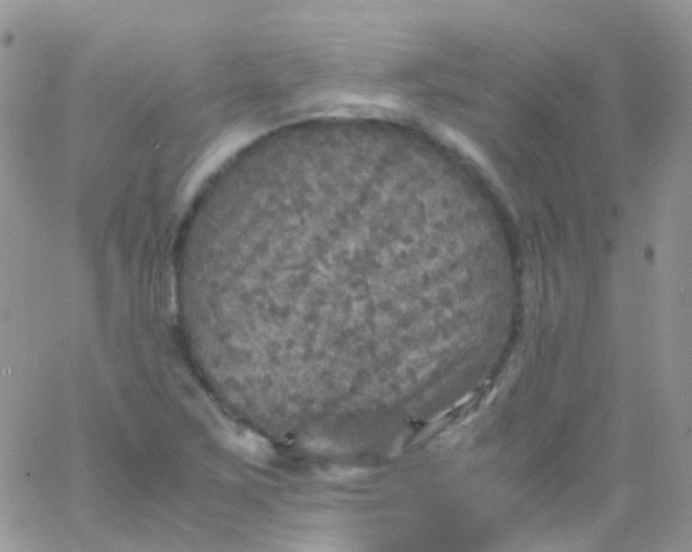 X0000066001267200603172156