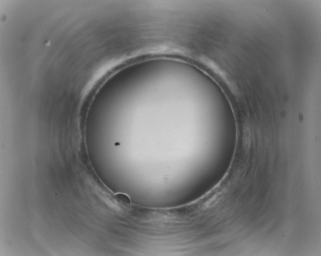 X0000066001270200603172156