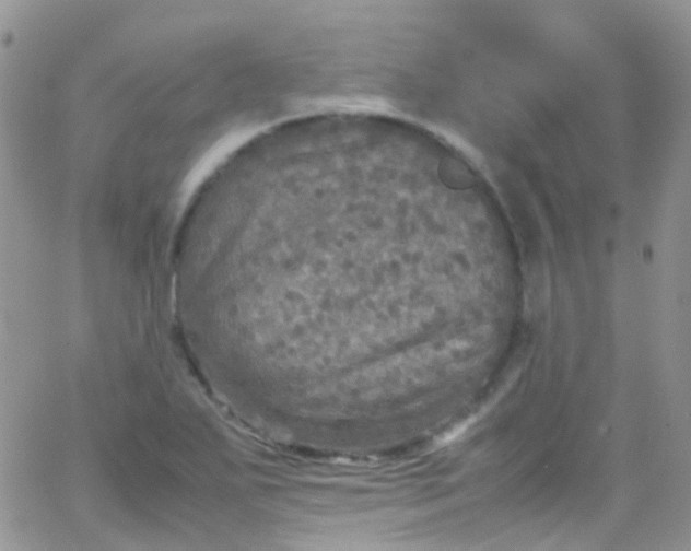 X0000066001271200603172156