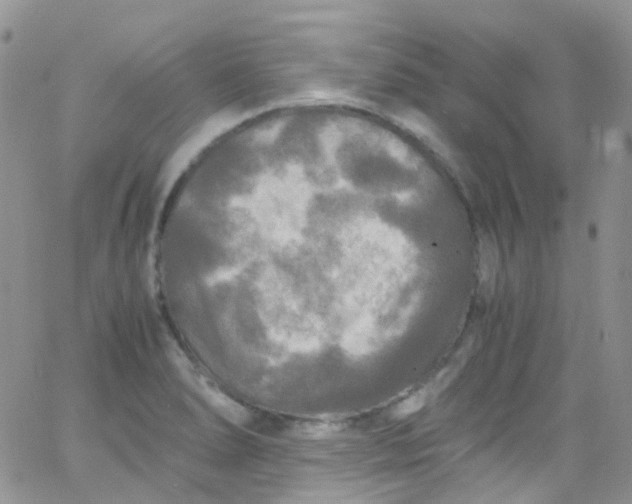 X0000066001278200603172156