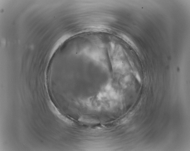 X0000066001283200603172156