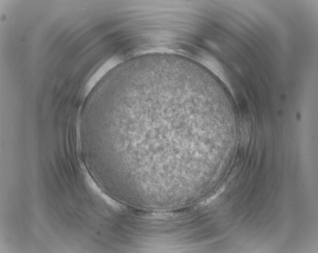 X0000066001290200603172156