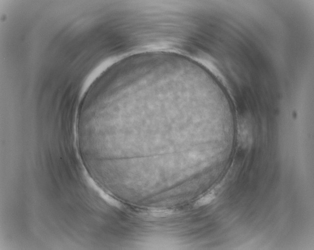 X0000066001294200603172156