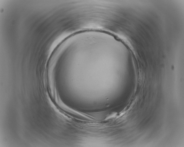 X0000066001295200603172156