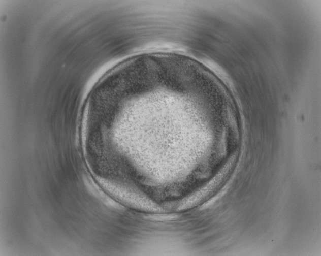 X0000066001296200603172156