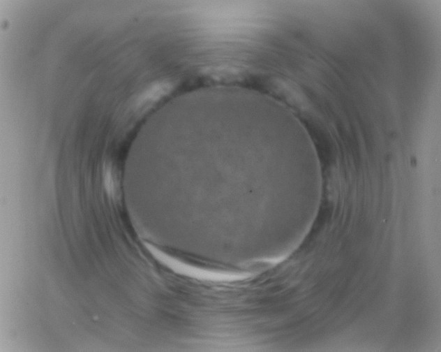 X0000066001298200603172155