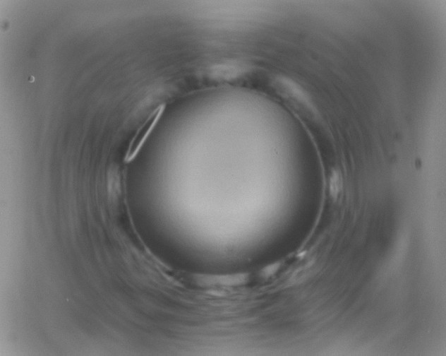 X0000066001299200603172155