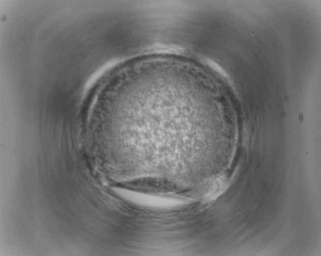 X0000066001310200603172155