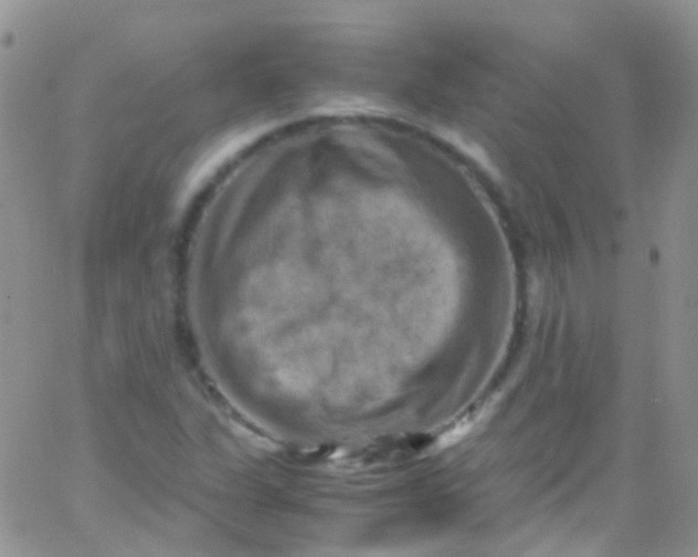 X0000066001311200603172155