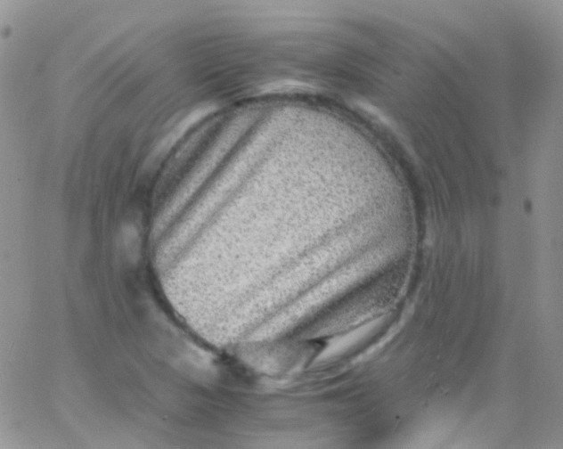 X0000066001313200603172155