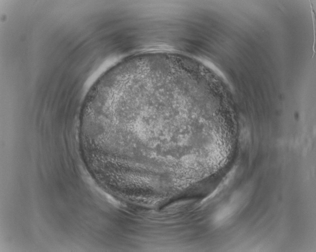 X0000066001325200603172155