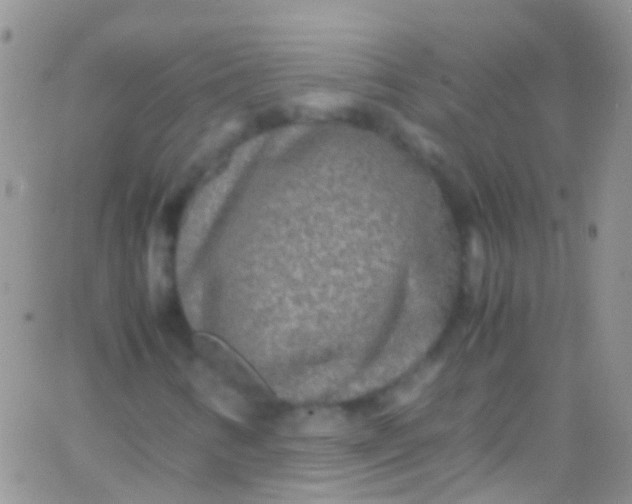 X0000066001346200603172155