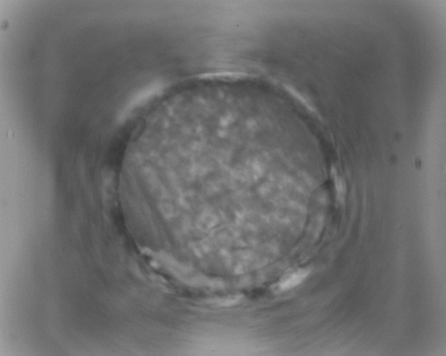 X0000066001351200603172155