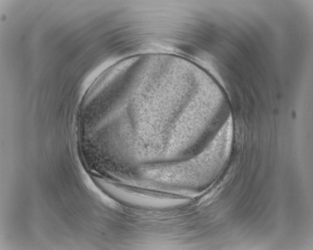 X0000066001387200603172154