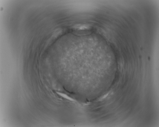 X0000066001393200603172153