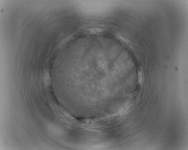 X0000066001395200603172153