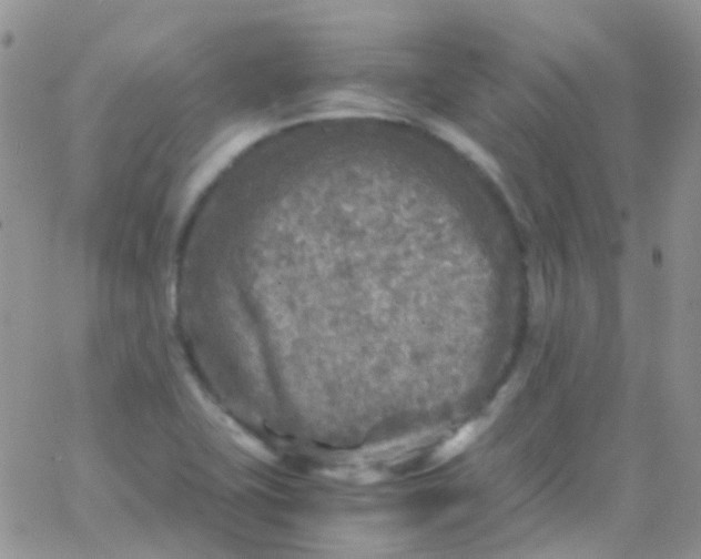 X0000066001415200603172154