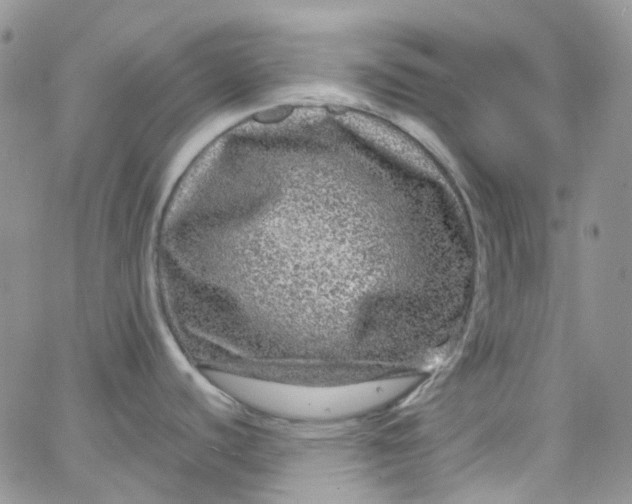 X0000066001440200603172154