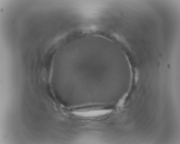 X0000066001445200603172153