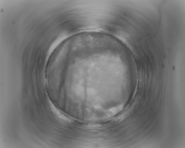 X0000066001466200603172153