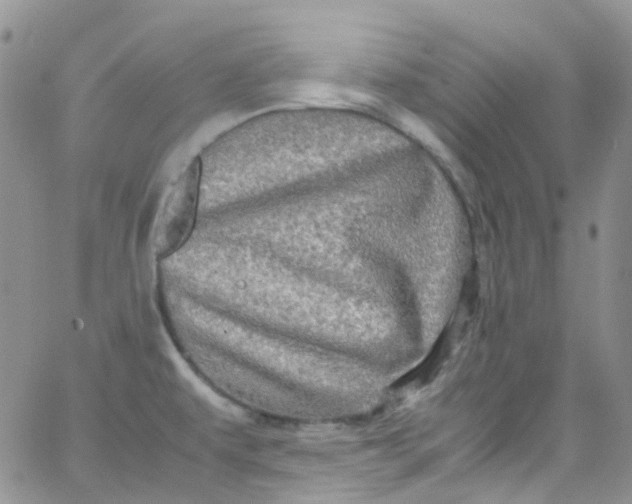 X0000066001479200603172153