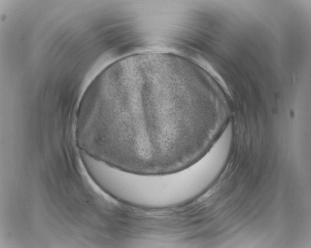 X0000066001484200603172153