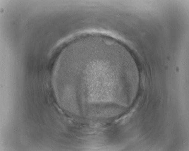 X0000066001494200603172152